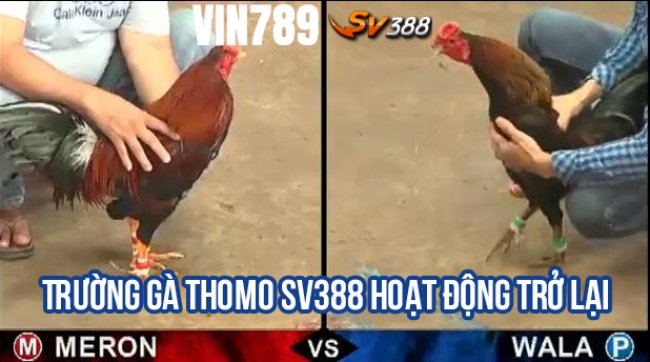  Thông báo: Đá gà SV388 hoạt động trở lại từ ngày 20-04-2022